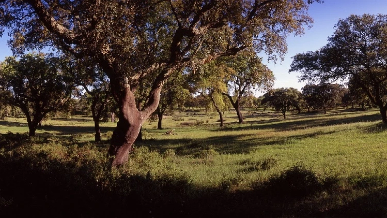 Amorim Cork Forest