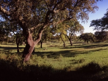 Amorim Cork Forest